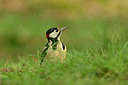BUITEN BEELD Foto: 211081