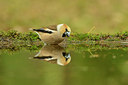 BUITEN BEELD Foto: 211092