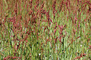 BUITEN BEELD Foto: 211158
