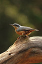 BUITEN BEELD Foto: 211162