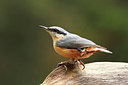 BUITEN BEELD Foto: 211164