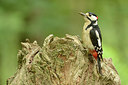 BUITEN BEELD Foto: 211180