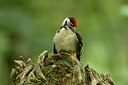 BUITEN BEELD Foto: 211200
