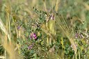BUITEN BEELD Foto: 211325