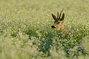 BUITEN BEELD Foto: 211354