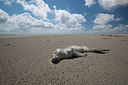BUITEN BEELD Foto: 211366