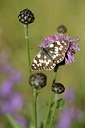 BUITEN BEELD Foto: 211389
