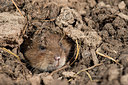 BUITEN BEELD Foto: 211508