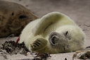 BUITEN BEELD Foto: 211526