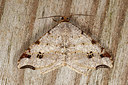 BUITEN BEELD Foto: 211549
