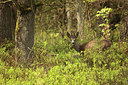 BUITEN BEELD Foto: 211574
