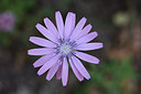 BUITEN BEELD Foto: 211609