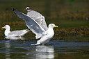 BUITEN BEELD Foto: 211621