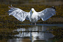 BUITEN BEELD Foto: 211624