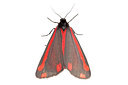 BUITEN BEELD Foto: 212078