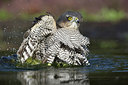 BUITEN BEELD Foto: 212177