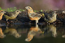 BUITEN BEELD Foto: 212194