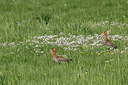 BUITEN BEELD Foto: 212293