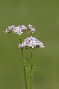 BUITEN BEELD Foto: 212375