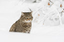 BUITEN BEELD Foto: 212431