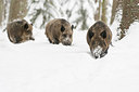 BUITEN BEELD Foto: 212440