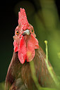 BUITEN BEELD Foto: 212446