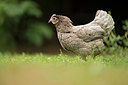 BUITEN BEELD Foto: 212450