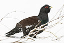 BUITEN BEELD Foto: 212455