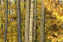 BUITEN BEELD Foto: 212478