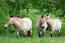 BUITEN BEELD Foto: 212485