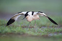 BUITEN BEELD Foto: 212494