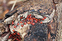 BUITEN BEELD Foto: 212668
