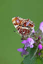 BUITEN BEELD Foto: 212685
