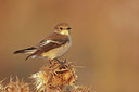 BUITEN BEELD Foto: 212710