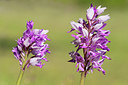 BUITEN BEELD Foto: 212752