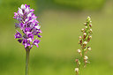 BUITEN BEELD Foto: 212757