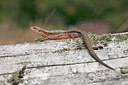 BUITEN BEELD Foto: 212880
