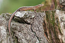 BUITEN BEELD Foto: 212947