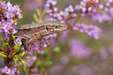 BUITEN BEELD Foto: 212954