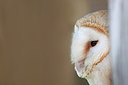 BUITEN BEELD Foto: 213008