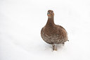 BUITEN BEELD Foto: 213078