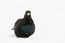BUITEN BEELD Foto: 213097