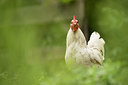 BUITEN BEELD Foto: 213103