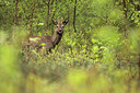 BUITEN BEELD Foto: 213251