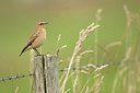 BUITEN BEELD Foto: 213335