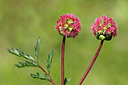 BUITEN BEELD Foto: 213344