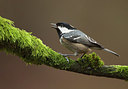 BUITEN BEELD Foto: 213383