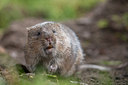 BUITEN BEELD Foto: 213468