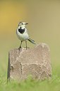 BUITEN BEELD Foto: 213475