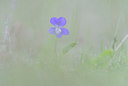 BUITEN BEELD Foto: 213526
